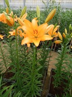 [4059 Casino Royale No01.JPG]